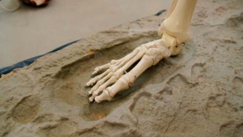 Video De Evolutie van de Mens: Bipedalisme! - Biologie 3de graad